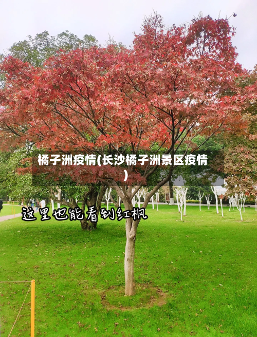 橘子洲疫情(长沙橘子洲景区疫情)