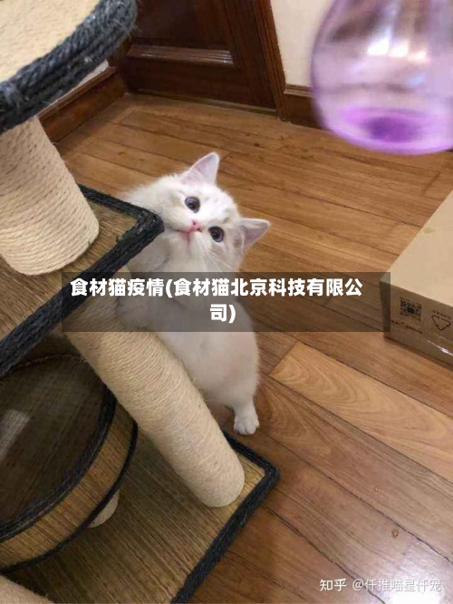 食材猫疫情(食材猫北京科技有限公司)