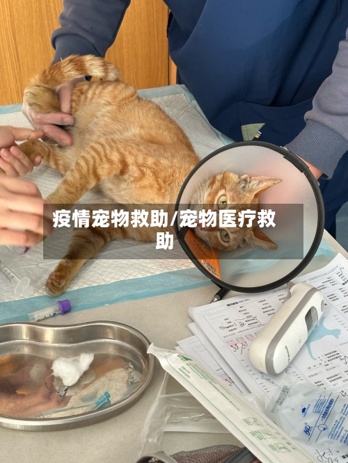 疫情宠物救助/宠物医疗救助-第2张图片
