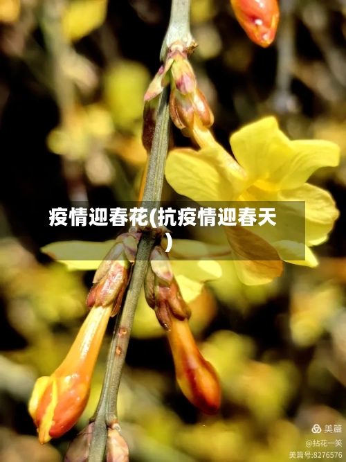 疫情迎春花(抗疫情迎春天)