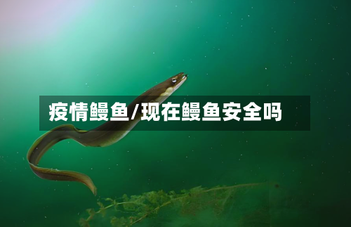 疫情鳗鱼/现在鳗鱼安全吗