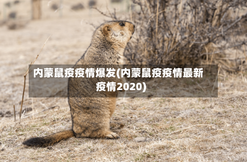 内蒙鼠疫疫情爆发(内蒙鼠疫疫情最新疫情2020)-第2张图片