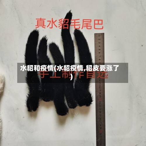 水貂和疫情(水貂疫情,貂皮要涨了)-第2张图片