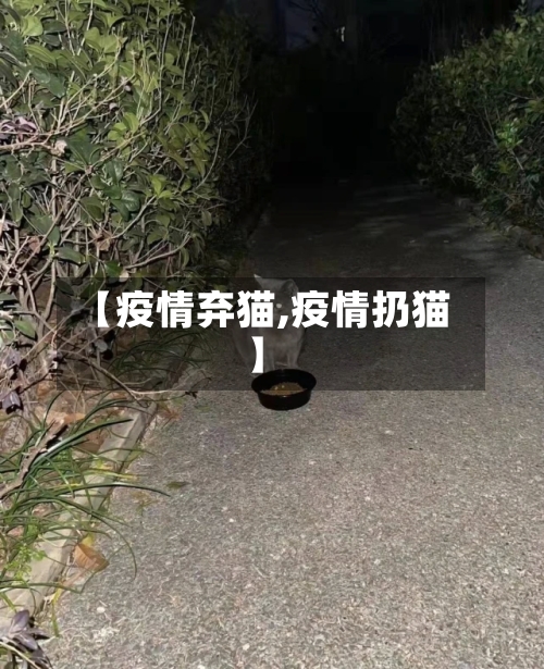 【疫情弃猫,疫情扔猫】