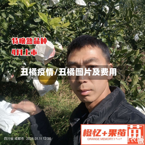 丑橘疫情/丑橘图片及费用-第2张图片