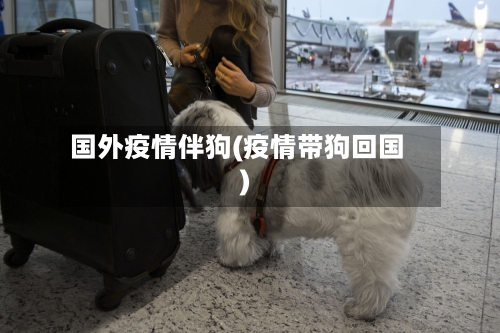 国外疫情伴狗(疫情带狗回国)-第2张图片