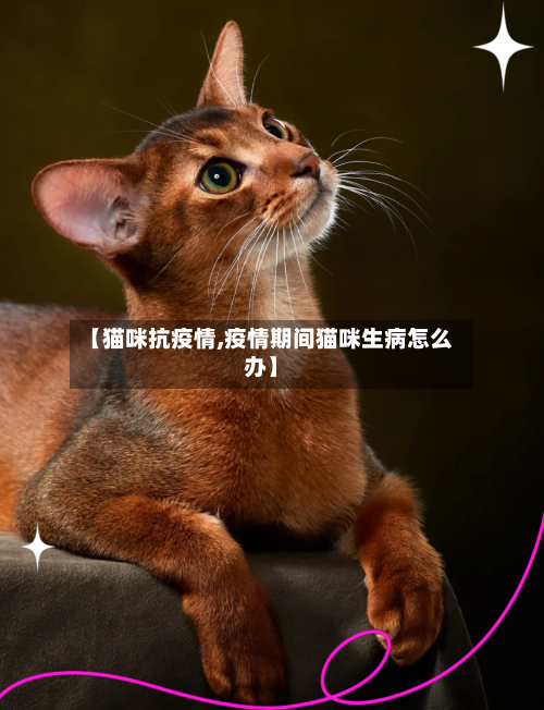 【猫咪抗疫情,疫情期间猫咪生病怎么办】