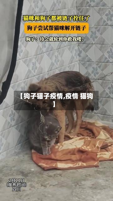 【狗子猫子疫情,疫情 猫狗】